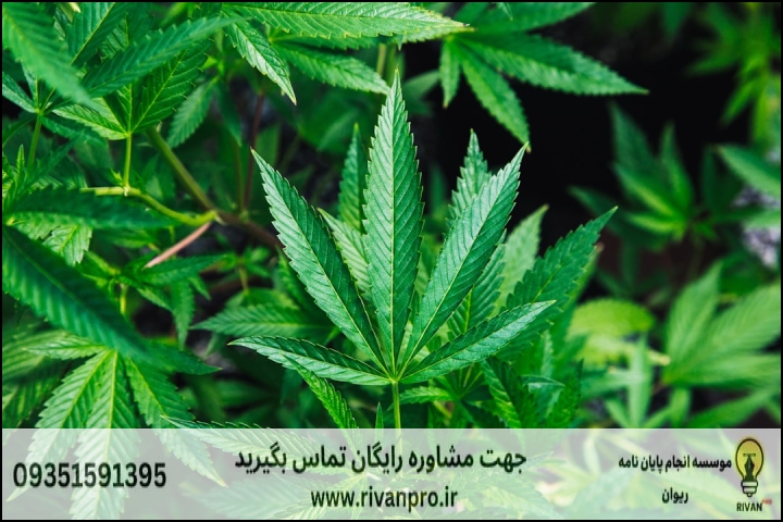 10 بهترین موسسه انجام پایان نامه رشته علوم علف های هرز — تصویر 3