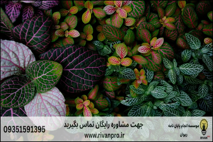 10 بهترین موسسه انجام پایان نامه رشته باغبانی گرایش گیاهان زینتی — تصویر 3
