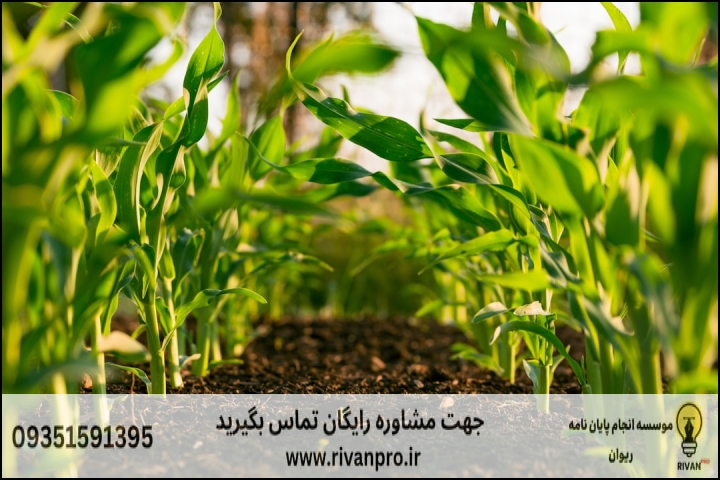 10 بهترین موسسه انجام پایان نامه رشته اگرو تکنولوژی — تصویر 3