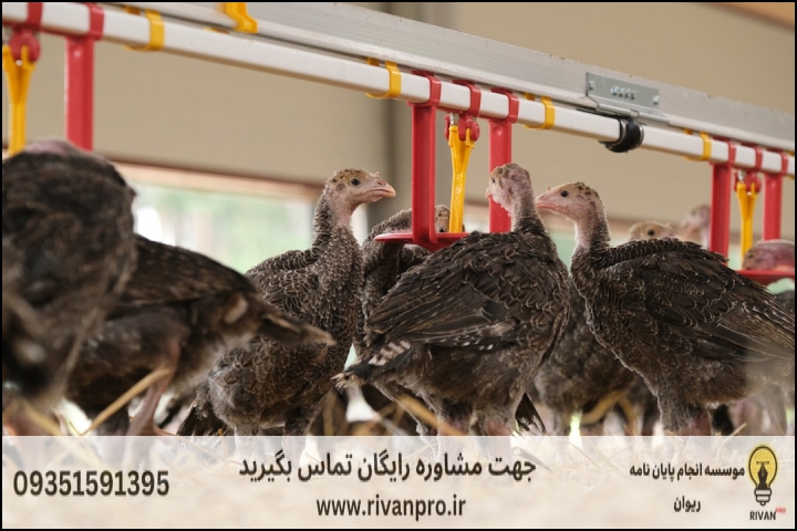10 بهترین موسسه انجام پایان نامه رشته تغذیه طیور — تصویر 2