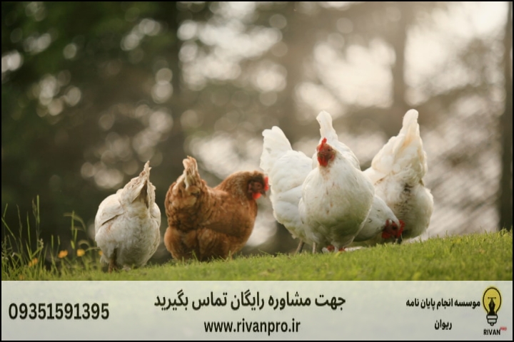 10 بهترین موسسه انجام پایان نامه رشته تغذیه طیور — تصویر 3