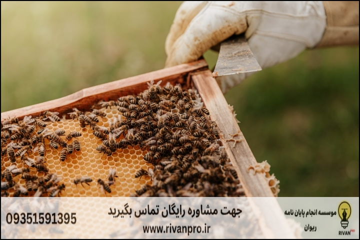 10 بهترین موسسه انجام پایان نامه رشته علوم دامی گرایش زنبور عسل — تصویر 1