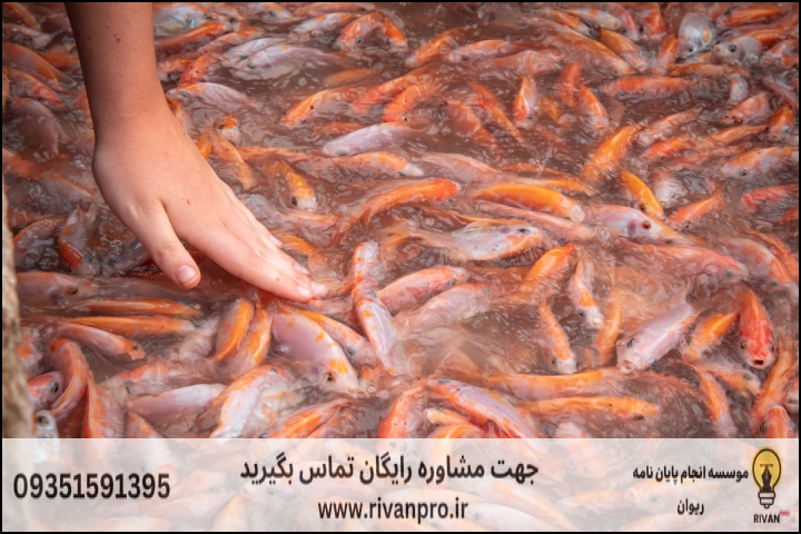 10 بهترین موسسه انجام پایان نامه رشته فرآوری محصولات شیلاتی — تصویر 2