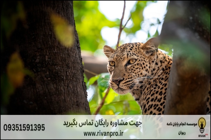 10 بهترین موسسه انجام پایان نامه رشته مدیریت و حفاظت تنوع زیستی — تصویر 3