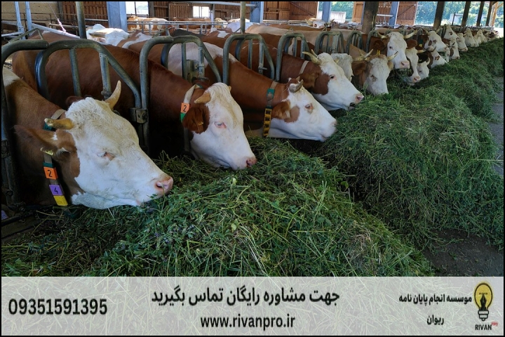معرفی 10 بهترین موسسه انجام پایان‌نامه رشته تغذیه دام